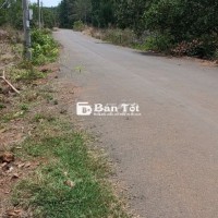Cần nhượng lô đất trồng điều lâu năm