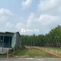 CẦN TIỀN GẤP! BÁN ĐẤT RẺ BẤT NGỜ - 8x87m - GIÁ SỐC 1 TỶ 2!