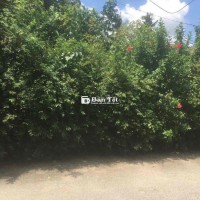Đất Mặt Tiền Nhựa Nhị Bình 18 - 222m² Thổ Cư 100% - Giá Tốt Nhất Khu Vực!  