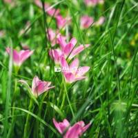 ##  SIÊU PHẨM BIỆT THỰ MINI - SÂN VƯỜN KHỔNG LỒ - CHỈ 11.5 TỶ!!!