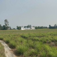 Bán 5,336m2 đất vườn đang trồng sả chỉ 150tr/ sào, cách SG 75km
