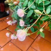 CHO THUÊ NHÀ NGUYỄN VĂN SĂNG - P Tân Sơn Nhì 4 x 17 M đúc 1 lầu : 
