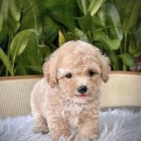 Chó Poodle thuần chủng(ship toàn quốc)