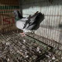 bồ câu pháp trống
