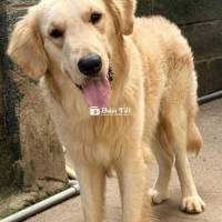 Chó Golden Retriever thông minh, trông nhà giỏi