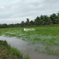 Đất lúa nước bên hông cao tốc Trung Lương - Mỹ Thuận