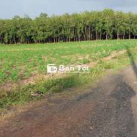Bán đất sào 1014m2 giá rẻ 179tr tại Lộc Tấn, Đồng Nai.