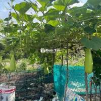 Đất vườn 1000m2 ngang 20m giá 850 triệu ở Bảo Vinh Long Khánh Đồng Nai