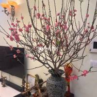 prince 3pn full, góc 2 view cần bán hoặc thuê 
