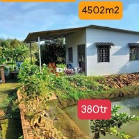 🔥 CHÚ 9 BÁN RẺ LẠI VƯỜN SẦU RIÊNG SẴN NHÀ