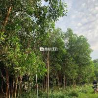Đất bán chính chủ