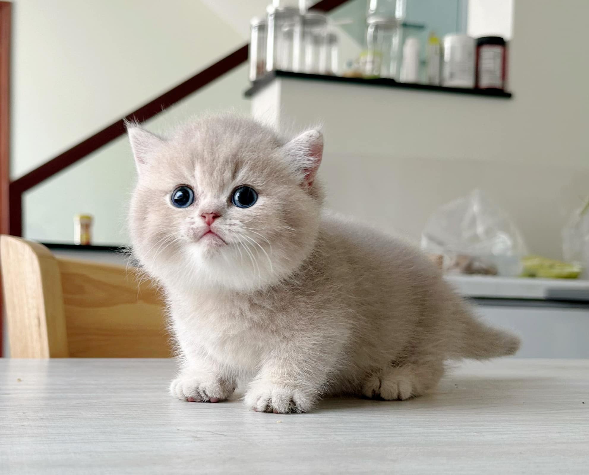 Thú cưng