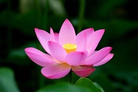 Ngọc Êm