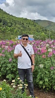 Mai Bưởi