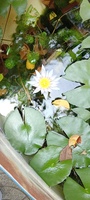 Ngô Thành