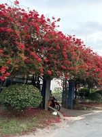 MrLinh