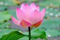 Cô Mầu