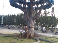Thuật Nguyễn