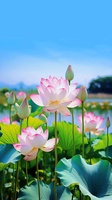 NGUYỄN DUY KHÁNH