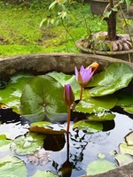 Sương Phạm