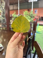Lưu Ly