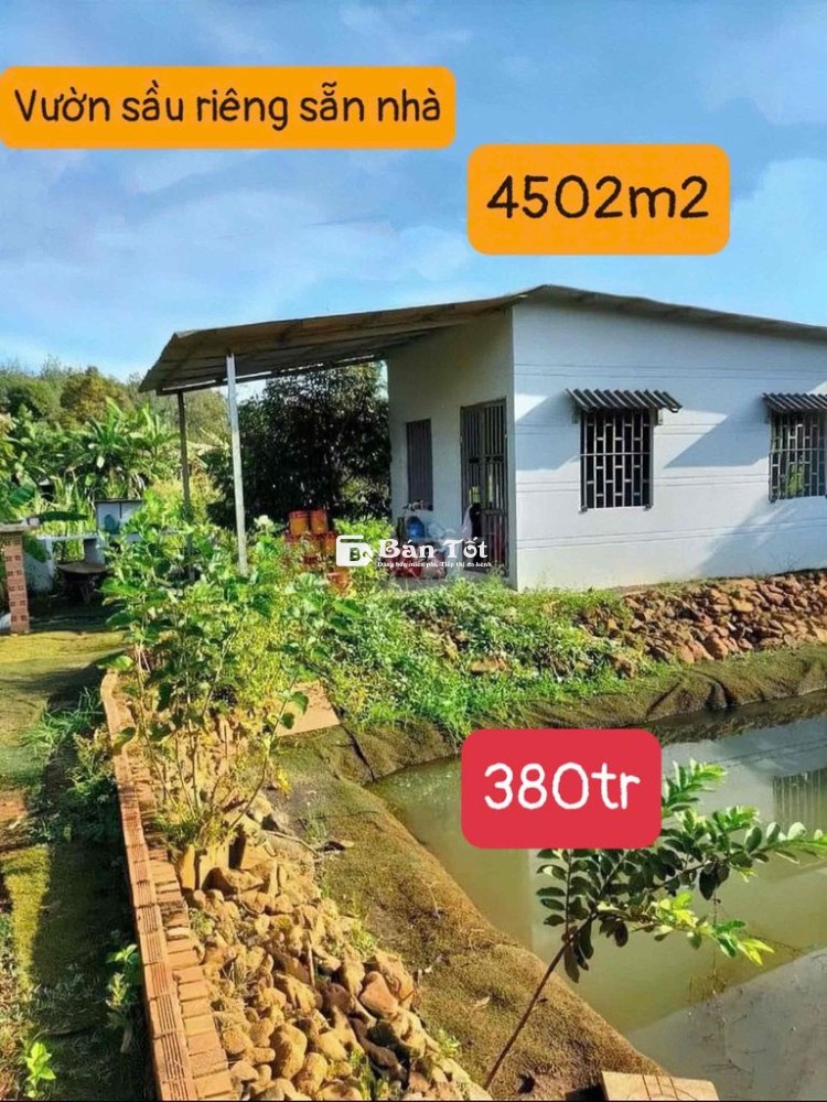 🔥 CHÚ 9 BÁN RẺ LẠI VƯỜN SẦU RIÊNG SẴN NHÀ