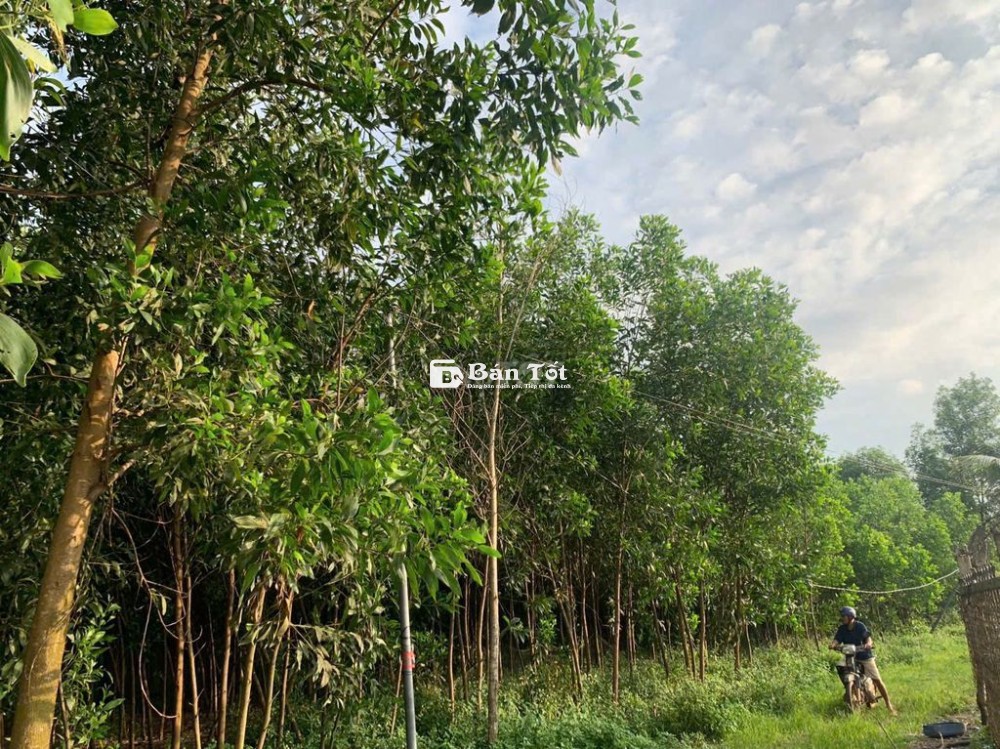 Đất bán chính chủ